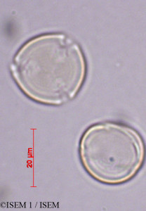 ISEM 1/Cytisus_balansae_27870/Cytisus_balansae_27870_0001(copy)_thumb.jpg